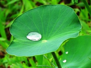 lotus-leaf-2420205__340